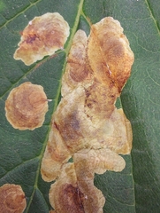 Cameraria ohridella