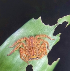 Heteropoda davidbowie
