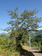 Quercus pyrenaica