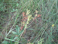 Potentilla longifolia