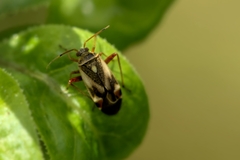 Polymerus