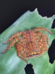 Heteropoda davidbowie