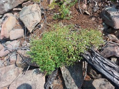 Stellaria dichotoma