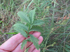 Potentilla longifolia