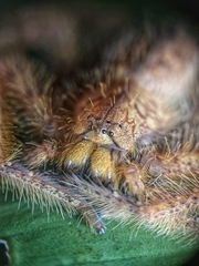 Heteropoda davidbowie