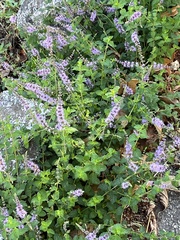 Mentha spicata