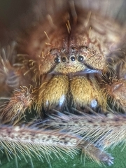 Heteropoda davidbowie