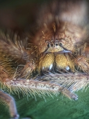 Heteropoda davidbowie