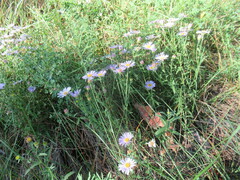 Aster altaicus