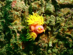 Tubastraea coccinea