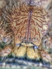 Heteropoda davidbowie