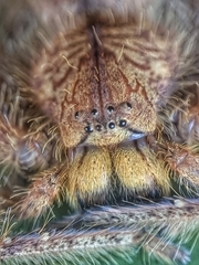 Heteropoda davidbowie
