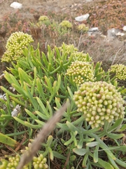 Crithmum maritimum