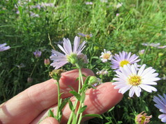 Aster altaicus
