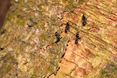 Crematogaster