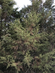 Cupressus