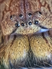 Heteropoda davidbowie