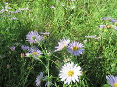 Aster altaicus