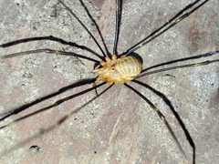 Opilio canestrinii