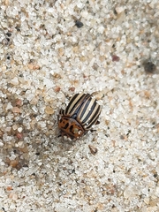 Leptinotarsa decemlineata