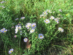 Aster altaicus