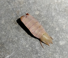 Hierodula transcaucasica