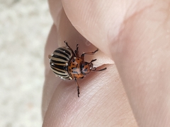 Leptinotarsa decemlineata