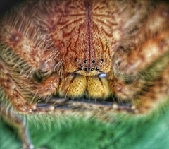 Heteropoda davidbowie