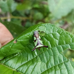Acanthosoma alaticorne