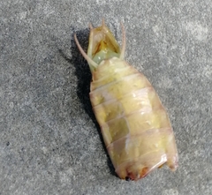 Hierodula transcaucasica