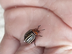 Leptinotarsa decemlineata