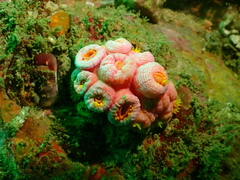 Tubastraea coccinea