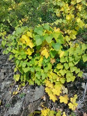 Menispermum dauricum