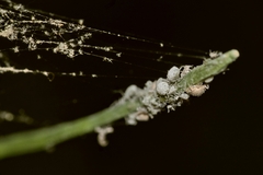 Brevicoryne brassicae