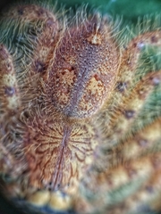 Heteropoda davidbowie