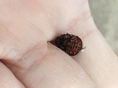 Leptinotarsa decemlineata