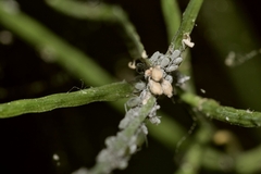 Brevicoryne brassicae