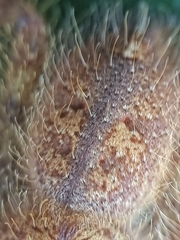 Heteropoda davidbowie