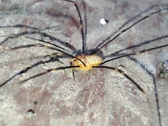 Opilio canestrinii