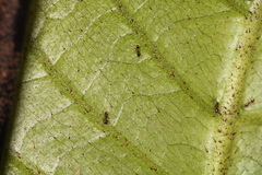 Formicidae