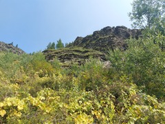 Menispermum dauricum