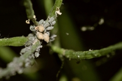 Brevicoryne brassicae