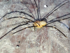 Opilio canestrinii