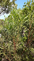 Acacia uncifolia