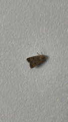 Caradrina clavipalpis