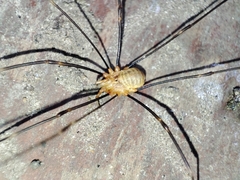 Opilio canestrinii