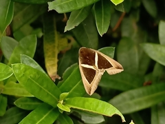 Chalciope mygdon