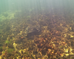 Myliobatis tenuicaudatus