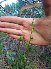 Pterostylis