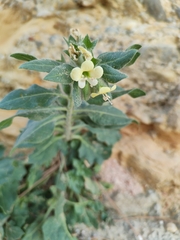 Hyoscyamus albus
